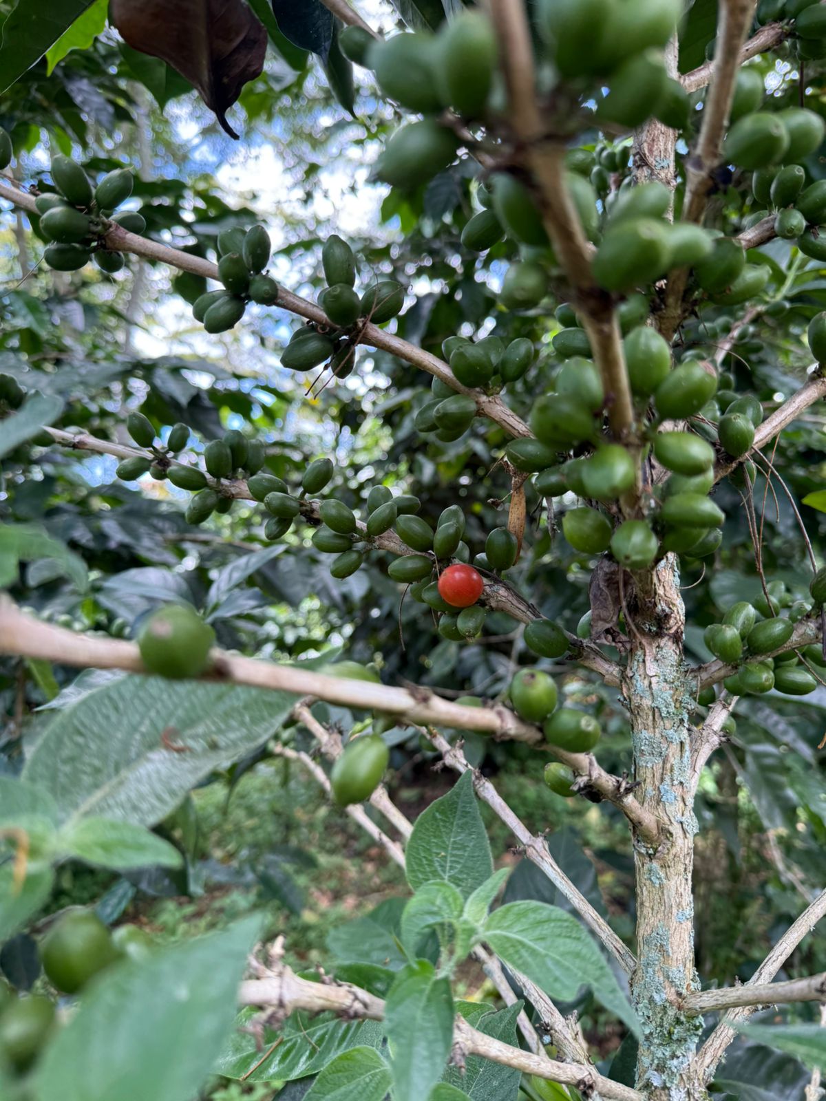 Colombia Amarillo Honey – Available Now