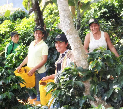 Colombia Tabi Honey - Bird Friendly and Woman Farmed - Very Limited Stock!