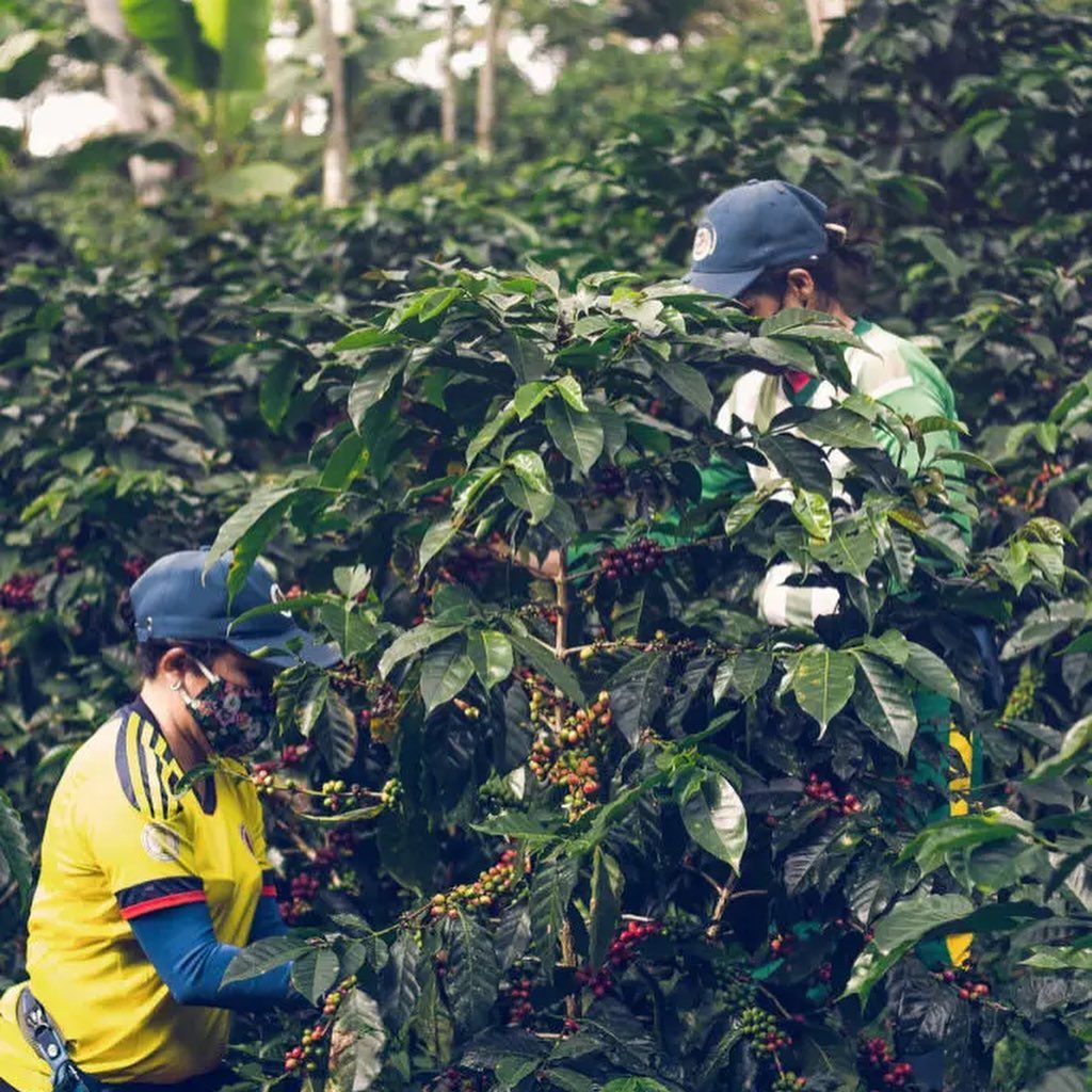 Tabi - Pre Order For Summer 2026